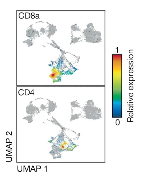 Open access visualization of UMAP, Scatter Plot, CD8a, CD4, T Cells