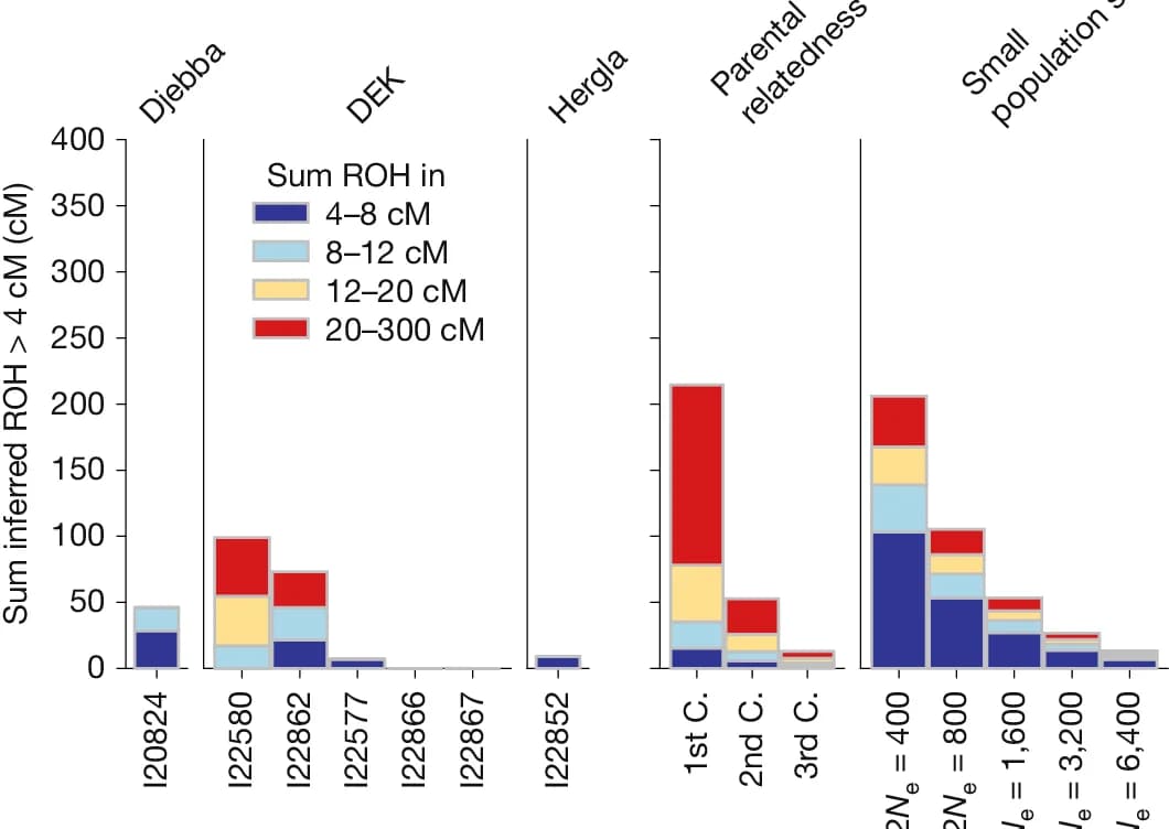 Open access visualization of Stacked Bar Plot, ROH, Maghreb Individuals, Distributions