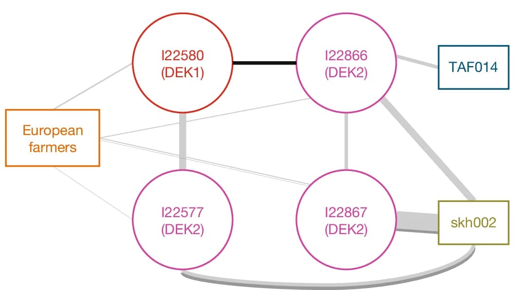 Open access visualization of Network, Pathway, IBD Sharing, Maghreb Individuals, European Farmers