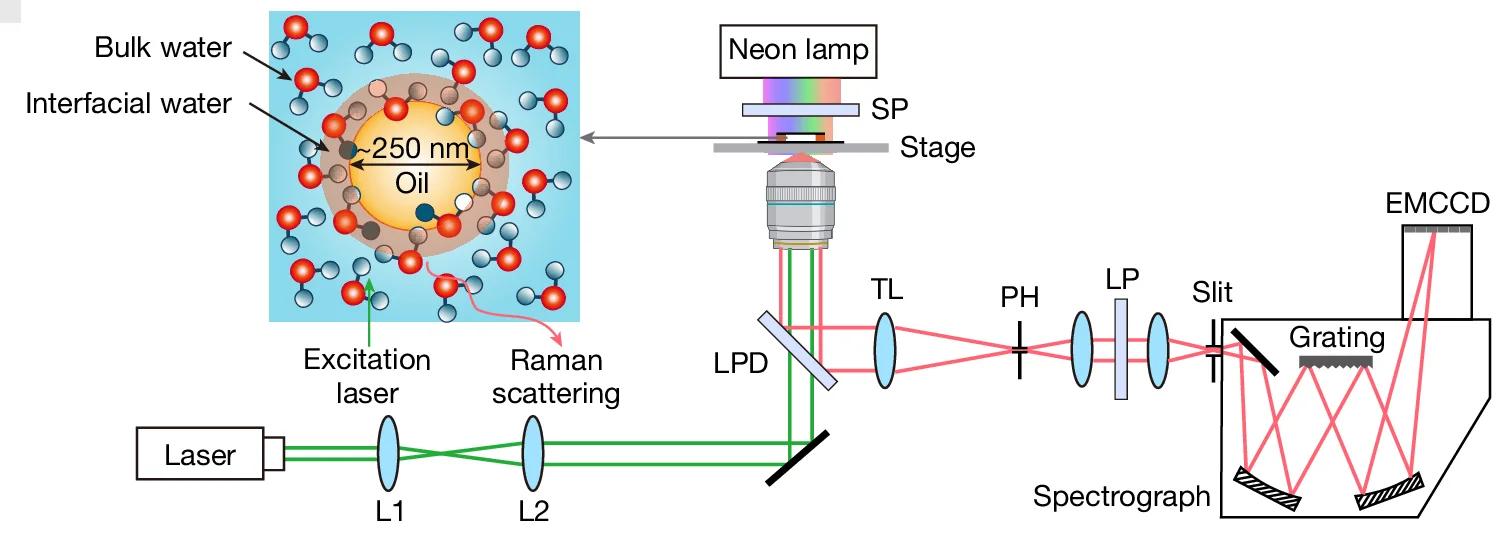 Open access visualization of Workflow, Illustration, Confocal Microscopy, Raman Spectroscopy, Optical Setup