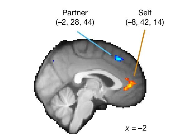 Open access visualization of Heatmap, Self Decisions, Perigenual ACC, Partner Decisions, Dorsomedial Region