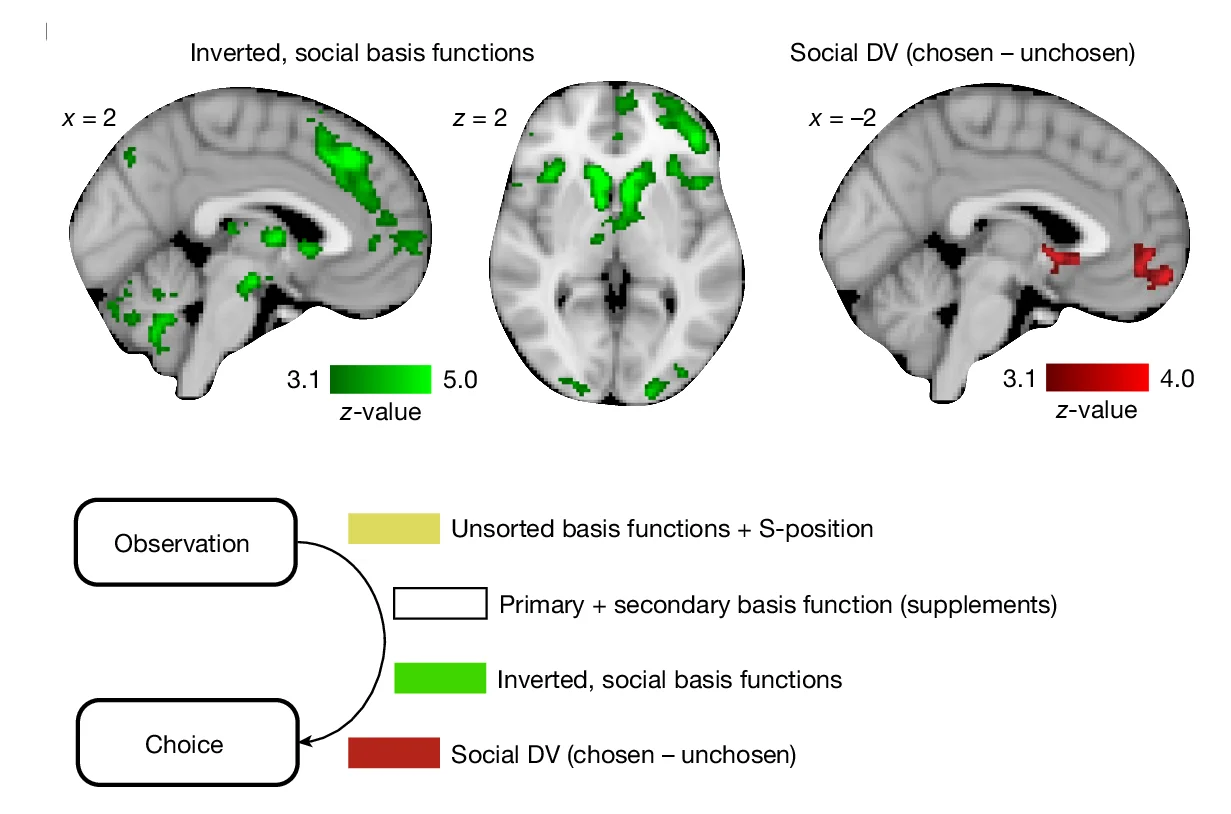 Open access visualization of Microscopy, Workflow, Neural Activity, Basis Functions, Primary