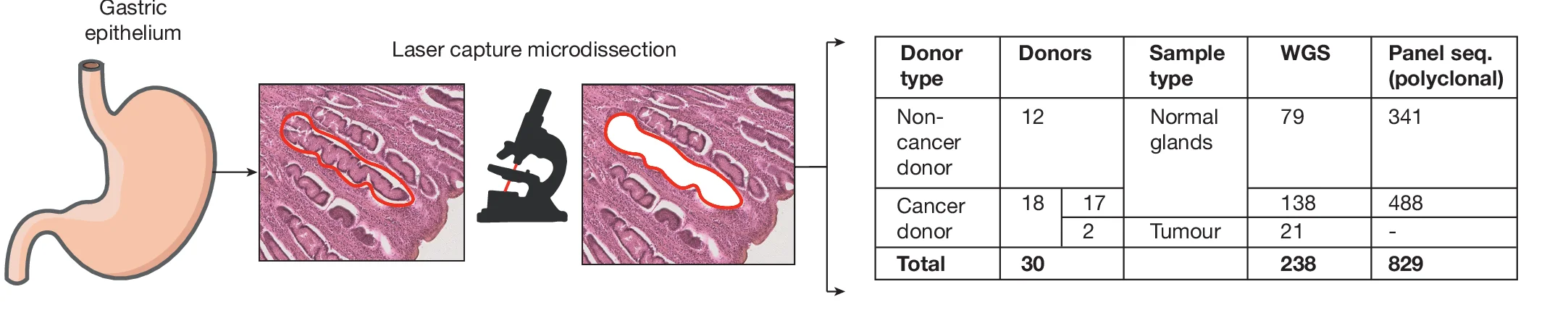 Open access visualization of Workflow, Microscopy, Table Image, Gastric Glands, Microdissection