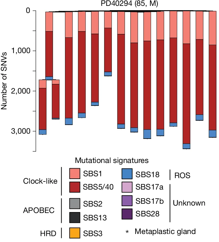 Open access visualization of Stacked Bar Plot, Phylogenetic Trees, Gastric Glands, Gastric Cancer, Non-Metaplastic Glands