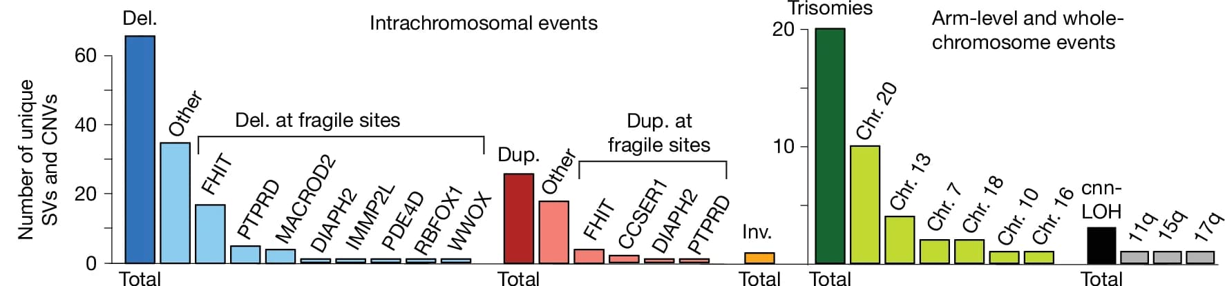 Open access visualization of Bar Plot, Clustered, CNVs, WGS Samples, Chromosome