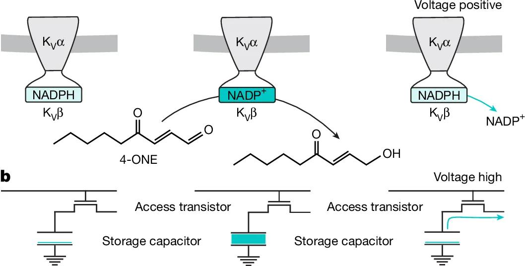 Open access visualization of Illustration, Workflow, Flowchart, KVβ Subunit, KVα