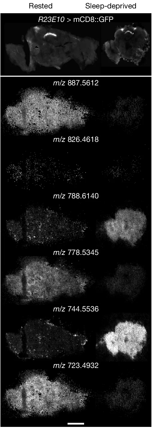Open access visualization of Microscopy, Fluorescence Images, SMALDI-MS Images, Cryosections, Brain