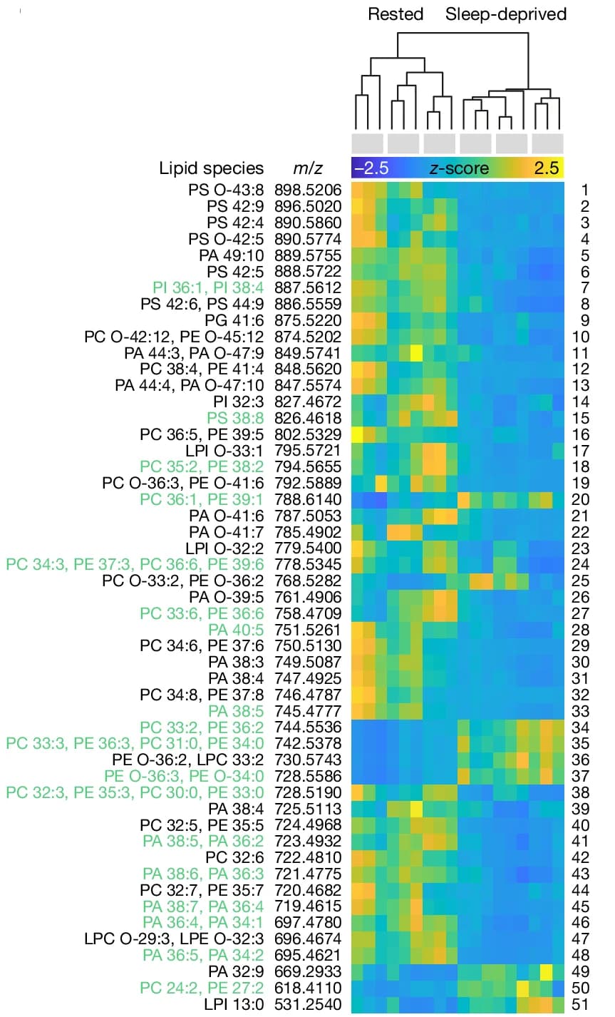 Open access visualization of Heatmap, Clustered, Hierarchical Clustering, Brain, Glycerophospholipid