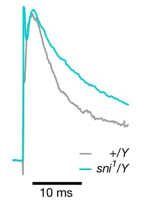 Open access visualization of Line Plot, Allele, Inactivation, Time Constants, Ion Channel
