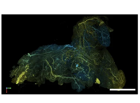 Open access visualization of Microscopy, LSFM Images, Pancreas, Neuronal Marker