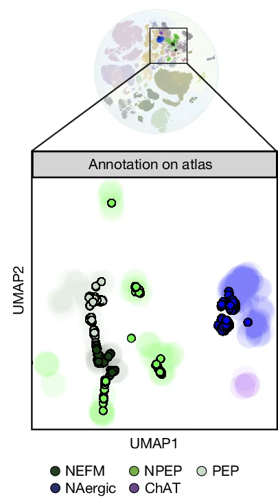 Open access visualization of Scatter Plot, UMAP, Trace-n-Seq, Pancreas-innervating Neurons, PNS Atlas