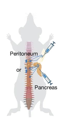 Open access visualization of Illustration, Trace-n-Seq, Peritoneum, Pancreas