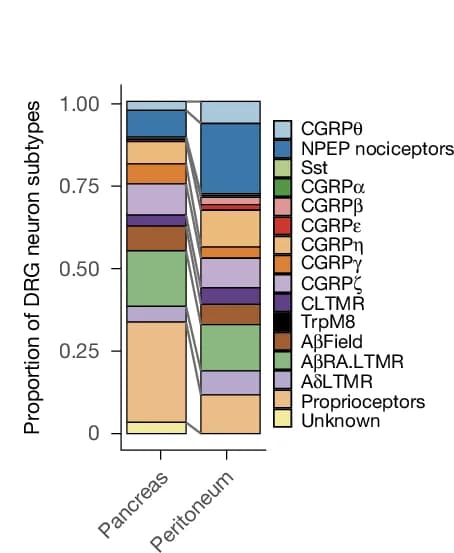 Open access visualization of Stacked Bar Plot, Neuronal Subtypes, Pancreas-innervating Neurons, Peritoneum-innervating Neurons, Bar Plots