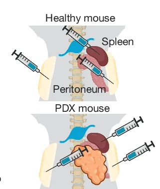 Open access visualization of Illustration, Experimental Outline, Trace-n-Seq, Neurons, Spleen