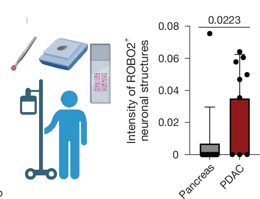 Open access visualization of Bar Plot, Error Bars, Scatter Plot, ROBO2 Intensity, PCN-up Signature