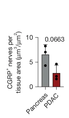 Open access visualization of Bar Plot, Error Bars, CGRP+ Nerve Fibres, Tissue Area, Pancreas