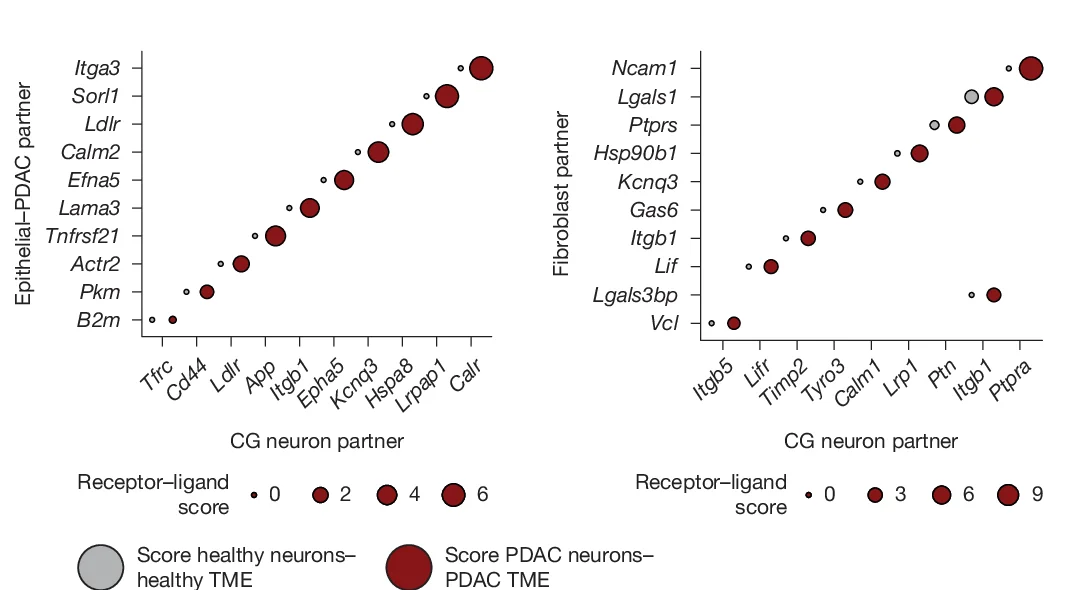 Open access visualization of Bubble Plot, Interaction Scores, Receptor-Ligand Interactions, Healthy Pancreas, CG Neurons