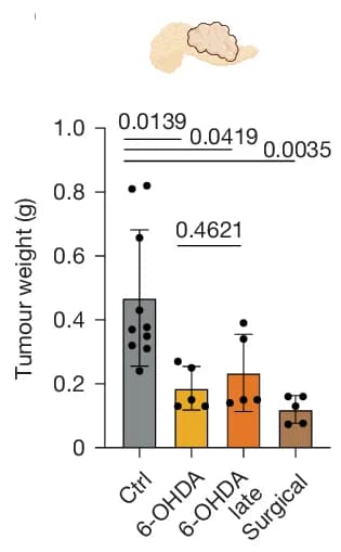 Open access visualization of Bar Plot, Error Bars, Tumour Weight, Orthotopic PDX Mice, Control