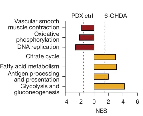 Open access visualization of Bar Plot, GSEA, PDAC Cells, Control PDX Tumours, Denervated PDX Tumours