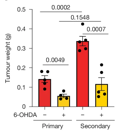 Open access visualization of Bar Plot, Error Bars, Tumor Weight, Primary Orthotopic, 6-OHDA Denervated