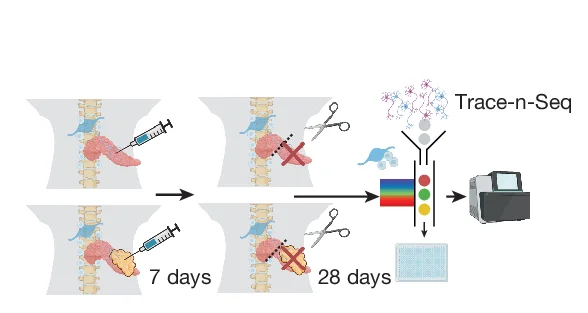 Open access visualization of Workflow, Illustration, Experimental Set-Up, Trace-n-Seq, PDAC Resection