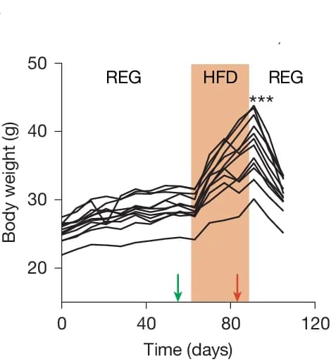 Open access visualization of Line Plot, Body Weight, REG Mice, HFD, Acute Feeding Assays
