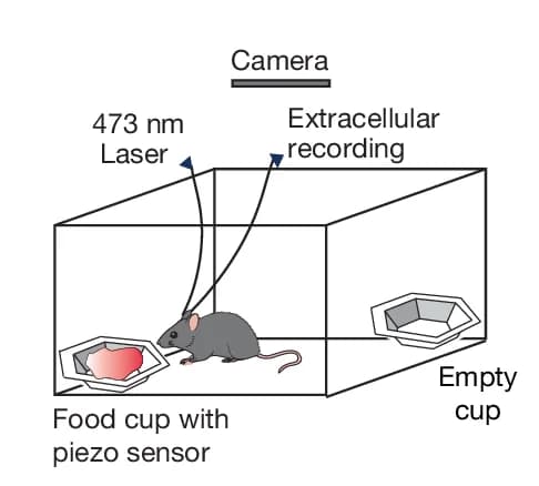 Open access visualization of Illustration, Acute Feeding Assay