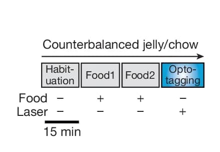 Open access visualization of Workflow, Timeline, Habituation, Food Presentation, Opto-tagging