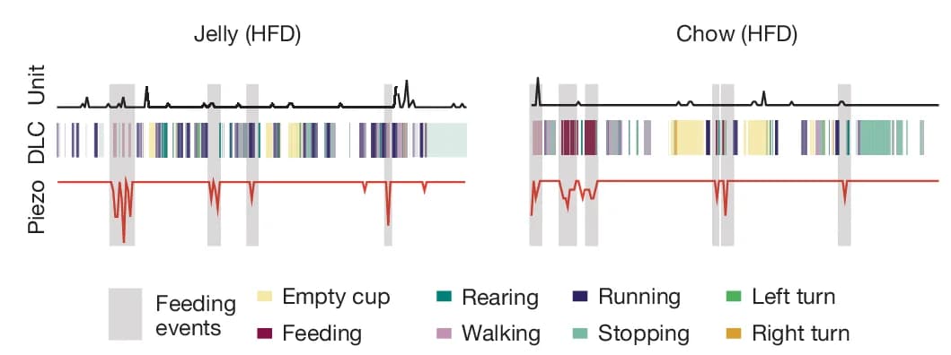 Open access visualization of Line Plot, DLC Behavioural Motifs, HFD Mice, Firing Rates, Piezo Activity