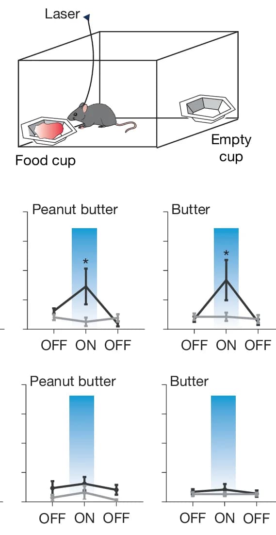 Open access visualization of Line Plot, Error Bars, Bar Plot, Acute Feeding Assay, Mice