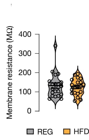 Open access visualization of Violin Plot, Membrane Resistance, REG Mice, HFD Mice