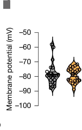 Open access visualization of Violin Plot, Resting Membrane Potential, REG Mice, HFD Mice