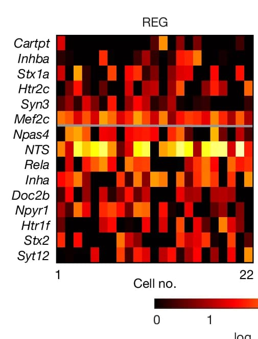 Open access visualization of Heatmap, Heat Maps, Gene Expression, Synaptic Genes, Feeding-Related Genes