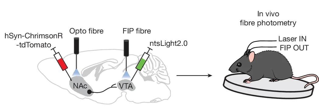 Open access visualization of Workflow, Illustration, In Vivo Opto-Photometry, ntsLight2.0, Fibre Photometry