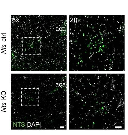 Open access visualization of Microscopy, Fluorescent In Situ Hybridization, NAcLat, Nts-ctrl Mice, Nts-KO Mice