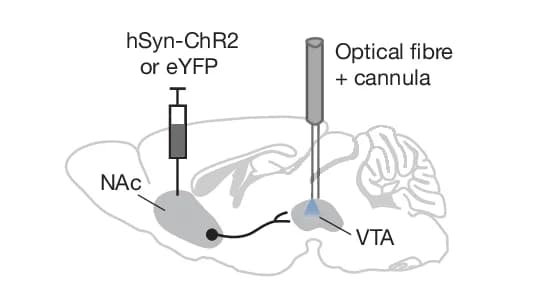 Open access visualization of Illustration, Workflow, Opto-pharmacology, REG Mice