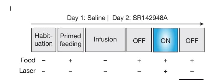 Open access visualization of Workflow, Flowchart, Jelly, Saline, VTA