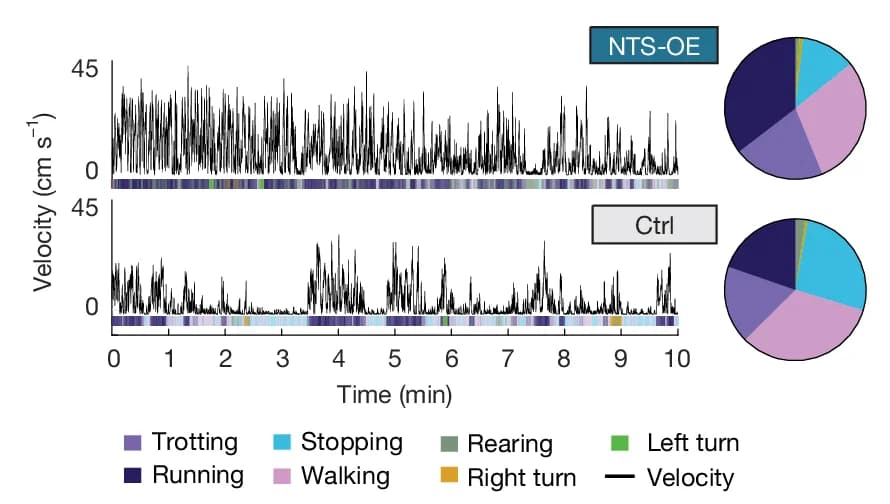 Open access visualization of Line Plot, Pie Chart, Open-Field Behaviour, HFD, NTS-OE Mice
