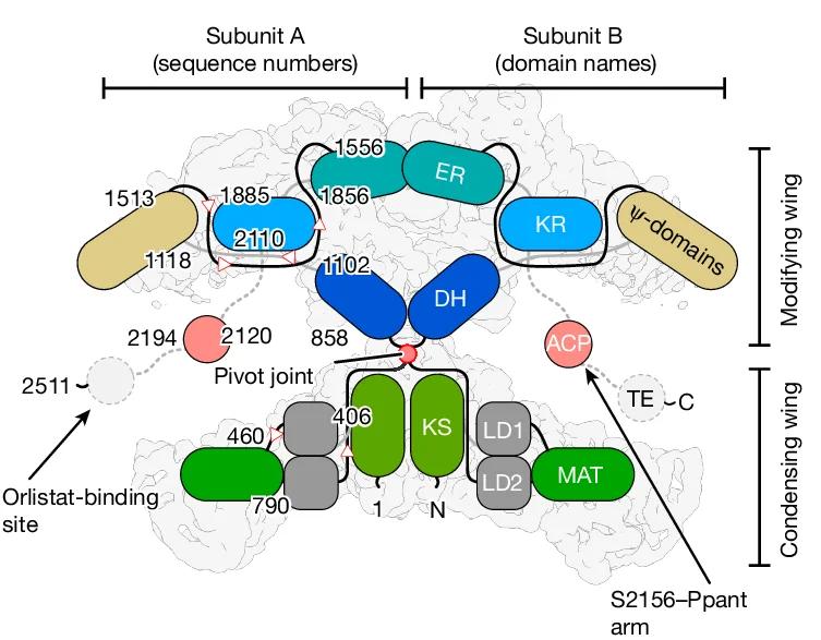 Open access visualization of Pathway, Illustration, Domain Arrangement, Human FASN, Dehydratase