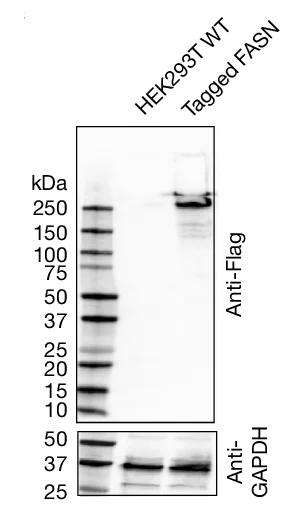 Open access visualization of Gel, Anti-Flag Immunoblotting, HEK293T Cells, Anti-GAPDH Immunoblotting, PAGE Gel