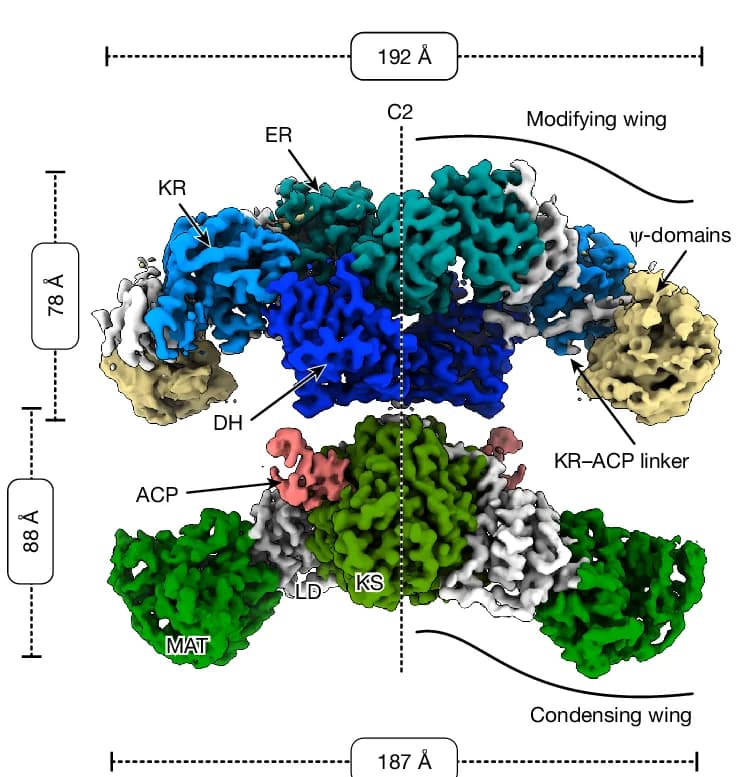 Open access visualization of Protein Structure, Cryo-EM Map, Human Endogenous FASN, ACP, KS Domain