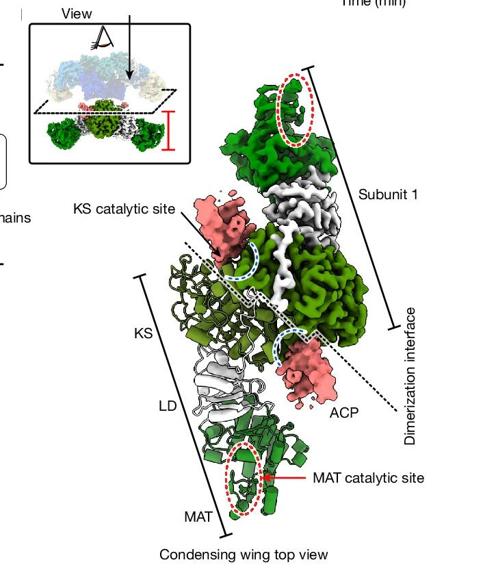 Open access visualization of Protein Structure, Condensing Domain, Catalytic Sites, KS Domain, MAT Domain