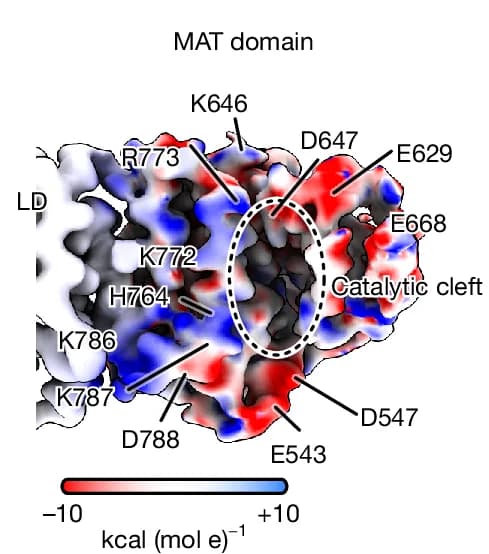 Open access visualization of Protein Structure, Density Maps, Catalytic Cavity, MAT Domain, Residues