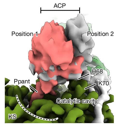 Open access visualization of Protein Structure, ACP Engagement, KS Catalytic Cavity, Ppant, Helical Density