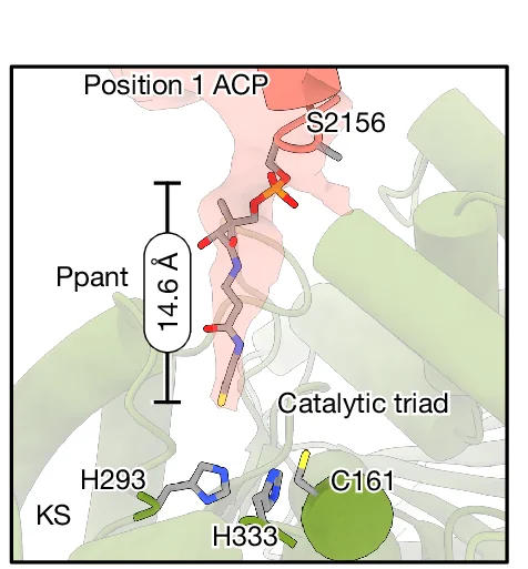 Open access visualization of Protein Structure, Chemical Structure, Non-Protein Density, Catalytic Cavity, Ppant