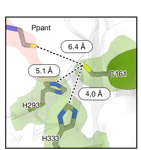 Open access visualization of Protein Structure, Chemical Structure, Catalytic Triad, Ppant, Residues