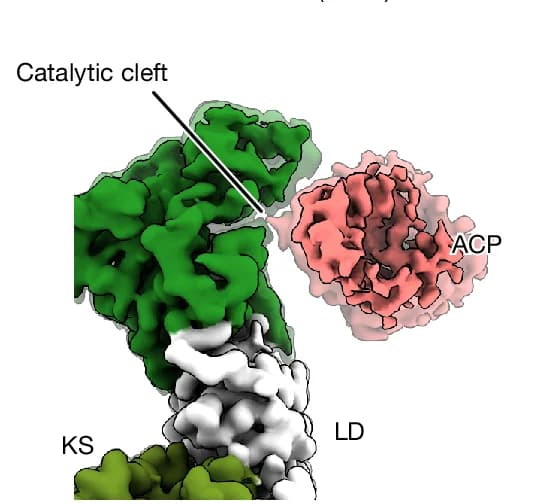 Open access visualization of Protein Structure, ACP Density, Catalytic Cleft, MAT Domain