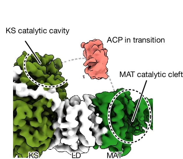 Open access visualization of Protein Structure, ACP Density, Condensing Domain, KS Domain, MAT Domain