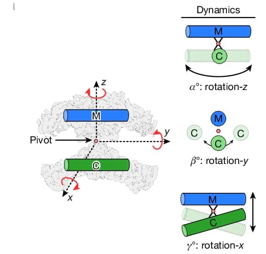 Open access visualization of Illustration, Chemical Structure, FASN Particle, Orientation, Angles