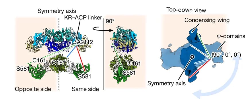 Open access visualization of Protein Structure, Chemical Structure, ACP, MAT, KS